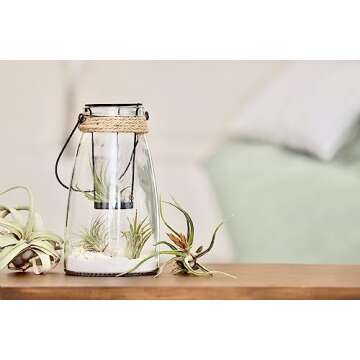 Tillandsia Air Plants Live Indoor Plants (12PK), Airplants Variety Live Plant Kit, Tropical Plants L...