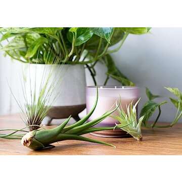 Tillandsia Air Plants Live Indoor Plants (12PK), Airplants Variety Live Plant Kit, Tropical Plants Live Houseplants, Air Plant Live Succulents Plants Live Plants Indoor House Plants by Plants for Pets