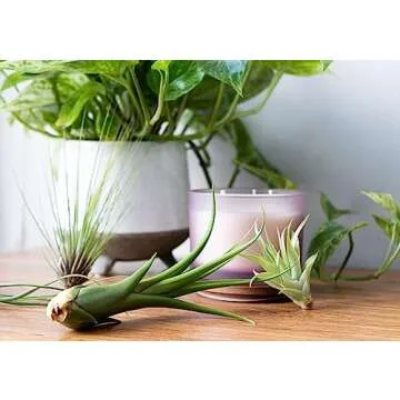 Tillandsia Air Plants Live Indoor Plants (12PK), Airplants Variety Live Plant Kit, Tropical Plants Live Houseplants, Air Plant Live Succulents Plants Live Plants Indoor House Plants by Plants for Pets