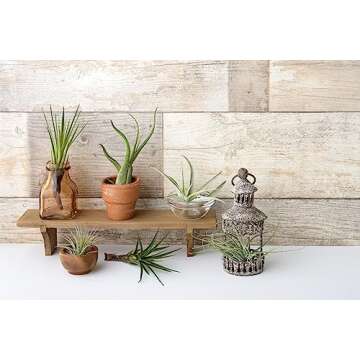 Tillandsia Air Plants Live Indoor Plants (12PK), Airplants Variety Live Plant Kit, Tropical Plants Live Houseplants, Air Plant Live Succulents Plants Live Plants Indoor House Plants by Plants for Pets