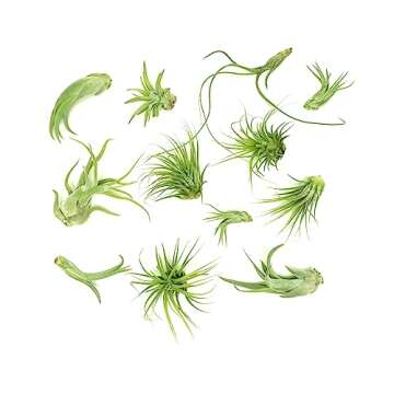 Tillandsia Air Plants Live Indoor Plants (12PK), Airplants Variety Live Plant Kit, Tropical Plants Live Houseplants, Air Plant Live Succulents Plants Live Plants Indoor House Plants by Plants for Pets