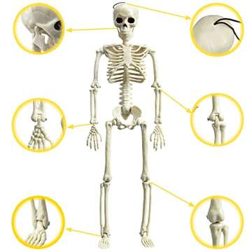 XONOR 16” Posable Halloween Skeleton- Full Body Halloween Skeleton with Movable Joints for Haunted House Props Decorations (3pcs)