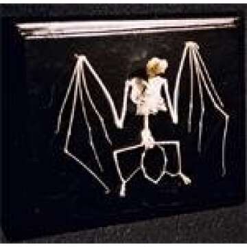 C & A Scientific - Premiere 51010 Real Bat Skeleton for Enthusiasts and Educators