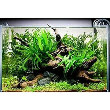 Java Fern Bare Root | Microsorum Pteropus - Low Light Freshwater Aquarium Plant
