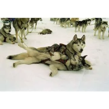 Durable X-Back Dog Harness for Weight Pulling - Medium