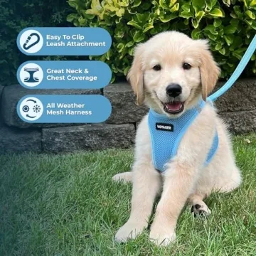 All Weather Mesh Harness and Leash Combo for Pets