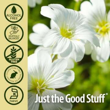 Nature's Answer Chickweed Extract - 2000mg Formula