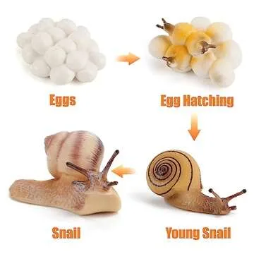 MIKNEKE Montessori Life Cycle Animal Figurines Learning & Education Toys, Plastic Insect Life Cycle ...