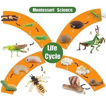 MIKNEKE Montessori Life Cycle Animal Figurines Learning & Education Toys, Plastic Insect Life Cycle Toys for Kids, Preschool Learning Activities for Toddlers (Snail)