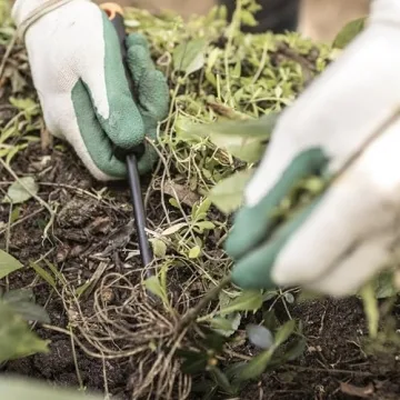 Fiskars Vegetable Garden Tool Set with Vegetable Shears, Seed Sower, Trowel, Cultivator, Weeder, and L/XL Garden Gloves for Indoor or Outdoor Gardening (6 Piece Kit)