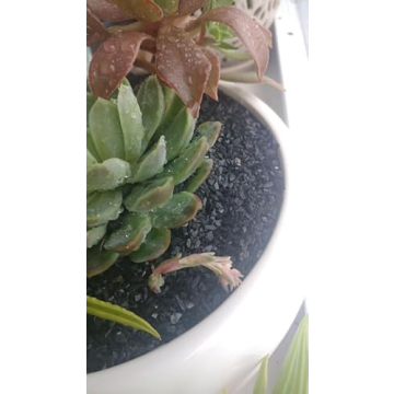 Natural Slate Gravel for Crafts & Gardens USA Sourced