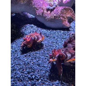 Natural Slate Gravel for Crafts & Gardens USA Sourced