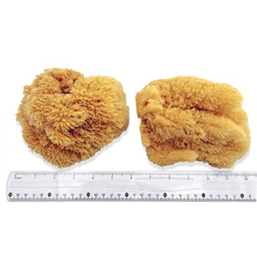 Natural Sea Sponges for Artists - 5"-5.5" 2pc Value Pack