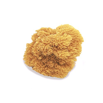 Natural Sea Sponges for Artists - 5"-5.5" 2pc Value Pack