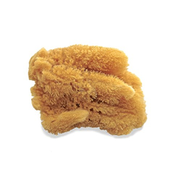 Natural Sea Sponges for Artists - 5"-5.5" 2pc Value Pack