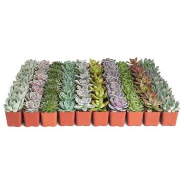 Shop Succulents Rosette Succulent Plant Pack Collection - Live Mini Succulent Plants, Low Maintenanc...