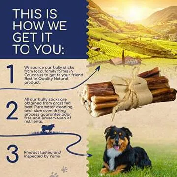 YUMA'S Natural Bully Sticks 6 inch Pack of 10 for Dogs for Intense Chewers Digestible Dog Treats Made of 100% Beef - Dog Bully Sticks for Cleaner Teeth- Long Lasting Dog Chews (6 inch, Pack of 10)