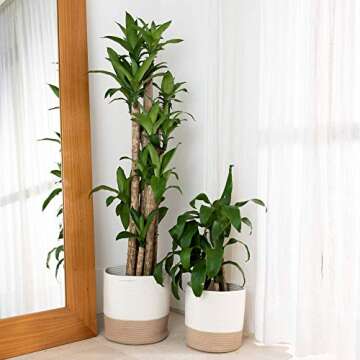 OrganiHaus White Planter Cover, Planter Baskets for Plant Pots, Boho Plant Pot Covers, Woven Plant Basket Indoor, Decorative Jute Basket Cachepot, Floor Planters, Tree Basket, (10 & 12 inch)