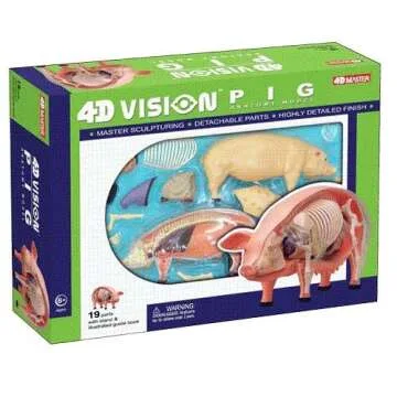 Explore Pig Anatomy with TEDCO 4D Vision Model