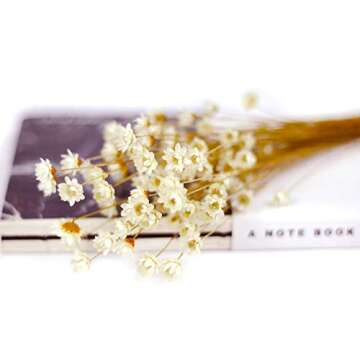 Elegant MLSG Dried Daisy Flowers for Home and Gifts