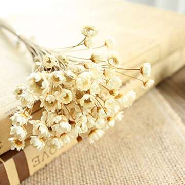 Elegant MLSG Dried Daisy Flowers for Home and Gifts