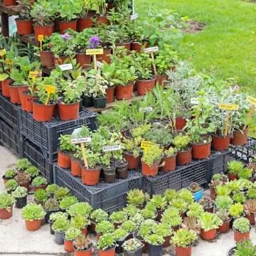 Delxo 100 Pcs 6 Inch Plants Nursery Pots Reusable Plant Seeding Nursery Pot Waterproof Plastic Pots Seed Starting Pots