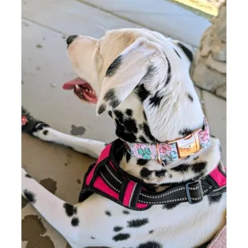 Lionheart Glory St. Patrick's Day Dog Collar for Medium Dogs