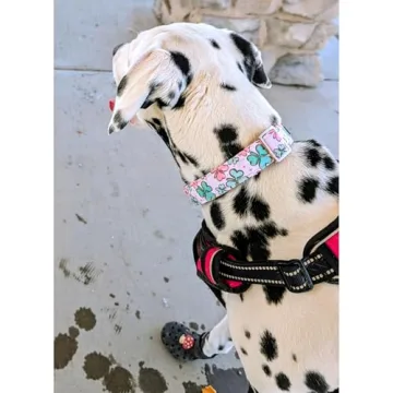 Lionheart Glory St. Patrick's Day Dog Collar for Medium Dogs