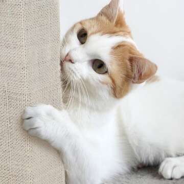 Cat Scratching Post with Carpeted Base - 27.75-Inch Sisal Burlap Fabric Scratcher - Furniture Scratching Deterrent for Indoor Cats by PETMAKER (Beige)