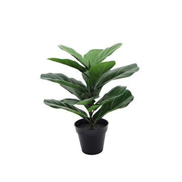 LuckyGreenery Fiddle Leaf Fig for Home and Office Decor