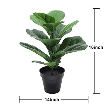 LuckyGreenery Fiddle Leaf Fig for Home and Office Decor