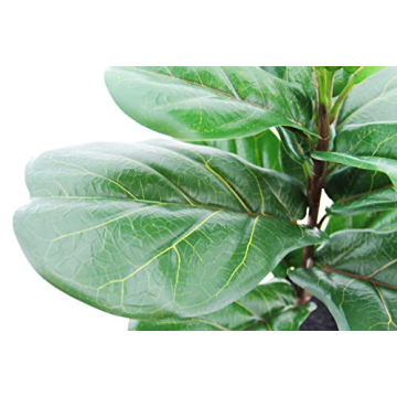 LuckyGreenery Fiddle Leaf Fig for Home and Office Decor