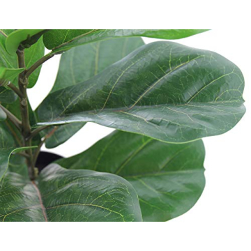 LuckyGreenery Fiddle Leaf Fig for Home and Office Decor