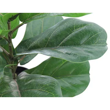 LuckyGreenery Fiddle Leaf Fig for Home and Office Decor