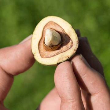 Laird Superfood Cacao Pili Nuts Vegan Keto Snack