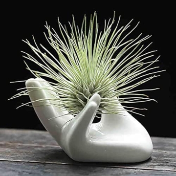 Dahey Ceramic Mini Air Plant Holder - Cute Hand Design
