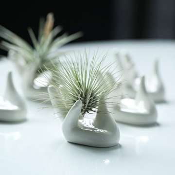 Dahey Ceramic Mini Air Plant Holder - Cute Hand Design