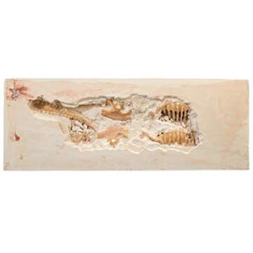 Dig It Up! Tyrannosaurus Rex Kit - Educational Fun for Kids