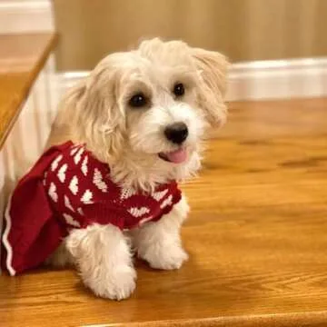 MuYaoPet Cute Red Dog Sweater for Winter Events