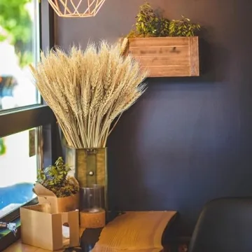 Phliofd 300 Stems Natural Dried Wheat Stalks for Decor