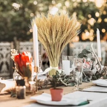 Phliofd 300 Stems Natural Dried Wheat Stalks for Decor