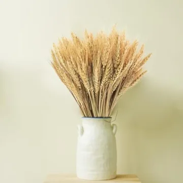 Phliofd 300 Stems Natural Dried Wheat Stalks for Decor