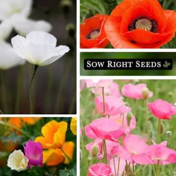 Sow Right Poppy Seeds Collection - Grow Colorful Flowers