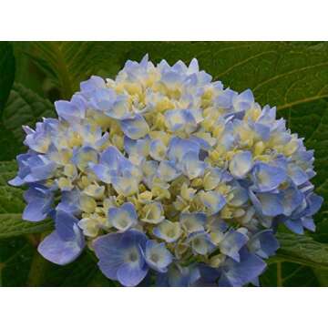 20+ Mixed Hydrangea Seeds Flowers Bush Plants Beautiful Smell Garden Decor Home Perennial