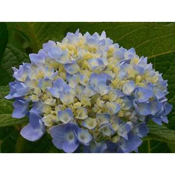 20+ Mixed Hydrangea Seeds Flowers Bush Plants Beautiful Smell Garden Decor Home Perennial