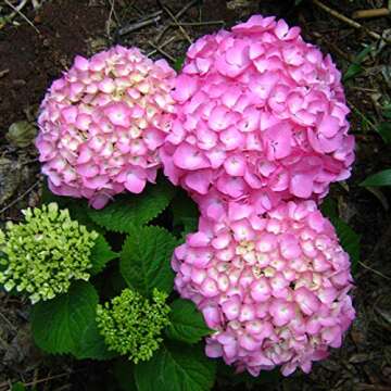 20+ Mixed Hydrangea Seeds Flowers Bush Plants Beautiful Smell Garden Decor Home Perennial