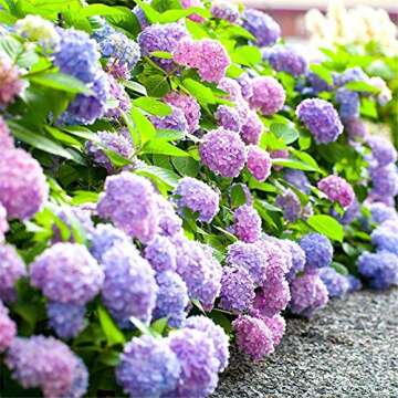 20+ Mixed Hydrangea Seeds Flowers Bush Plants Beautiful Smell Garden Decor Home Perennial