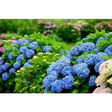 20+ Mixed Hydrangea Seeds Flowers Bush Plants Beautiful Smell Garden Decor Home Perennial