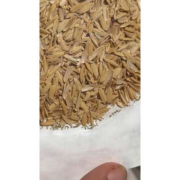 Green Lacewing 5000 Eggs - Good Bugs