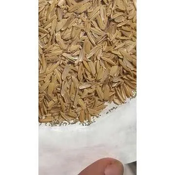 Green Lacewing 5000 Eggs - Good Bugs